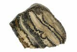 Mammoth Molar Slice With Case - South Carolina #95268-1